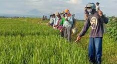 Petani Gunakan 7 Cara Alami Usir Hama Tanpa Pestisida
