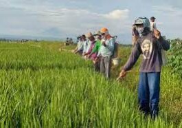 Petani Gunakan 7 Cara Alami Usir Hama Tanpa Pestisida