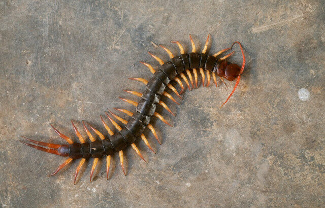Alasan Kelabang & Kaki Seribu Sering Masuk ke Rumah