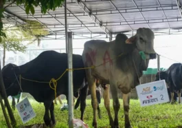 Kemensos Salurkan 111 Hewan Kurban ke Berbagai Wilayah