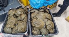 Bea Cukai Gagalkan Penyelundupan 1.519 Belangkas ke Malaysia