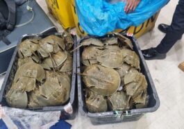 Bea Cukai Gagalkan Penyelundupan 1.519 Belangkas ke Malaysia